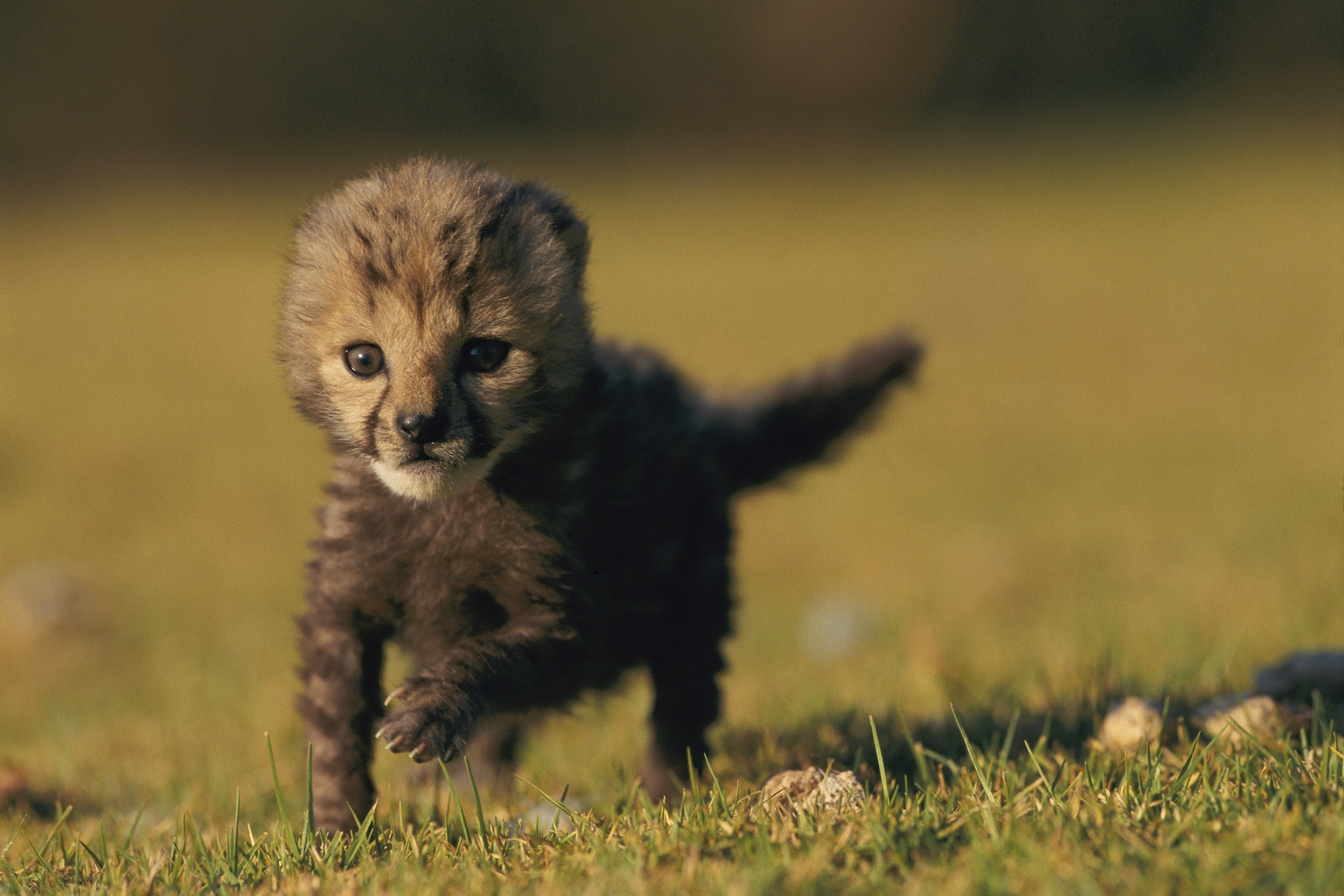 happy cheetah