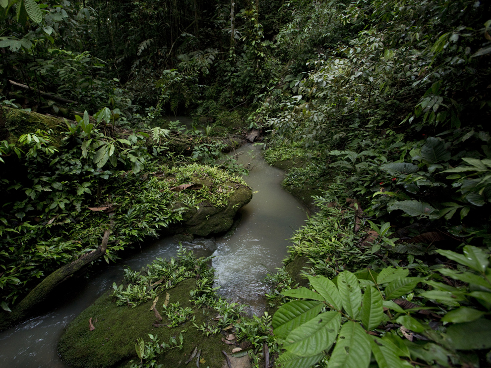 Ask an Amazon Expert: Why We Can't Afford to Lose the Rainforest