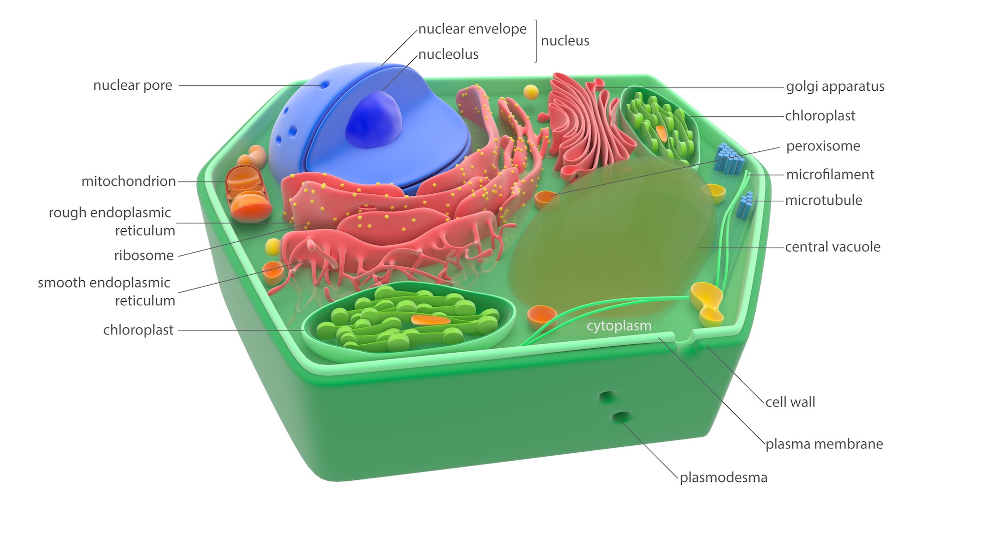 flagella in a plant cell