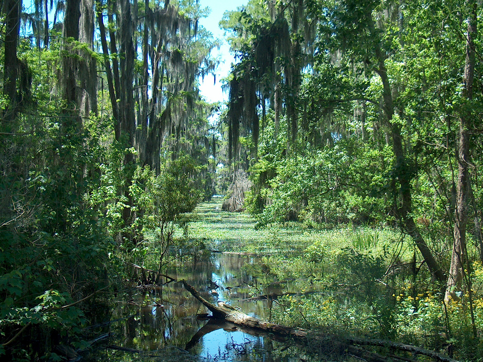 Spanish moss - North Creek Wetland