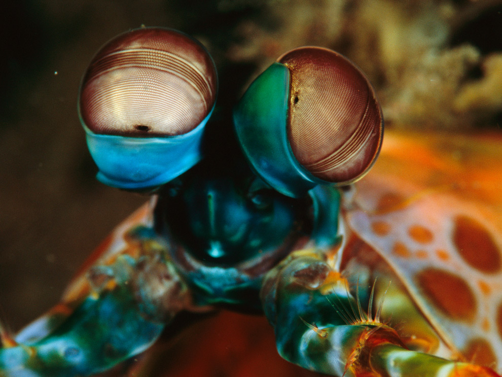 The Peacock Mantis Shrimp