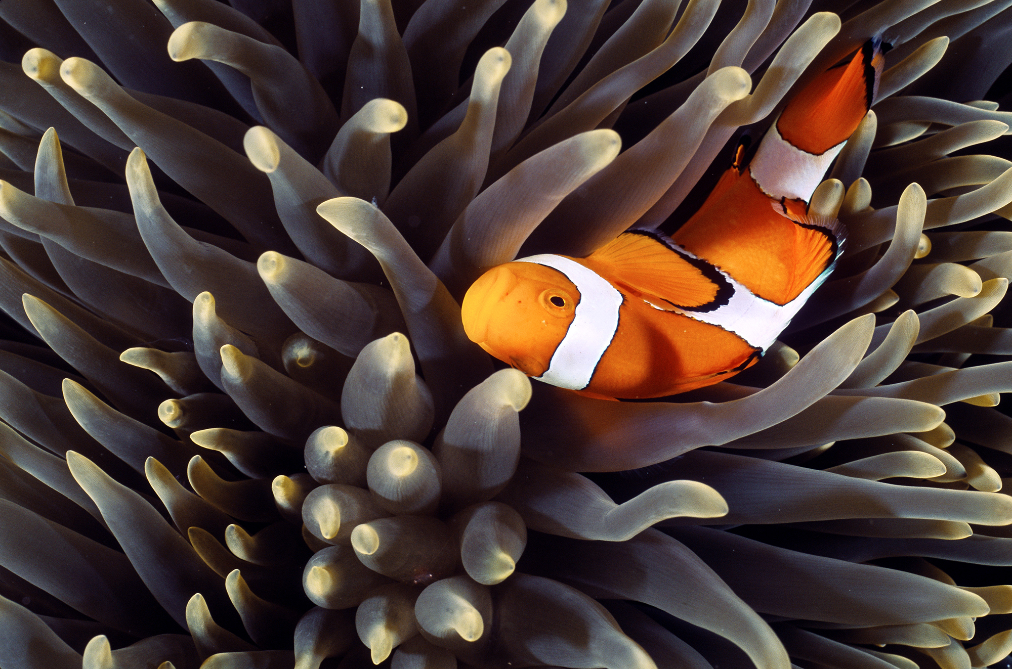 III. Benefits of the Clownfish-Anemone Mutualism