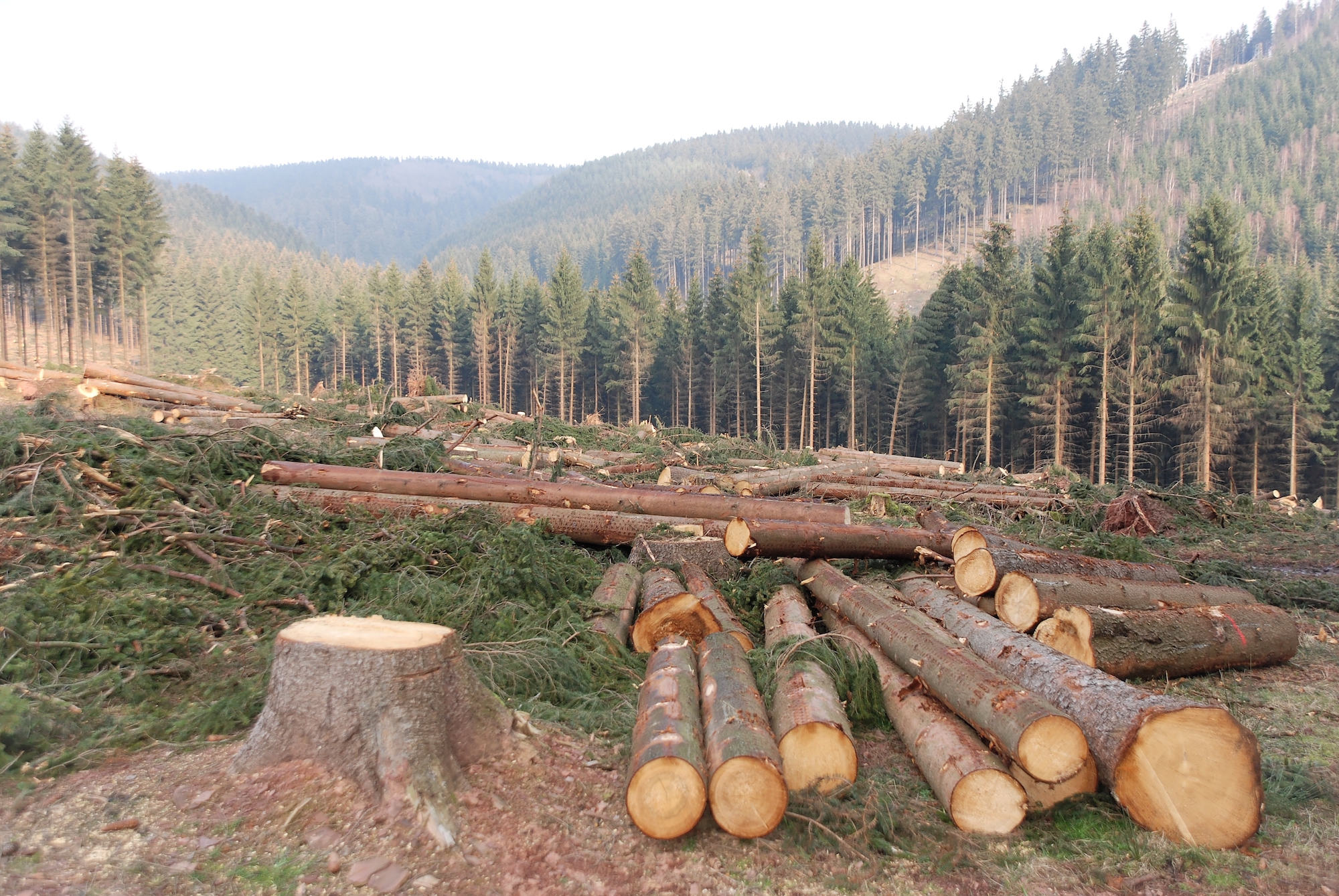 How Does Deforestation Affect the Environment?