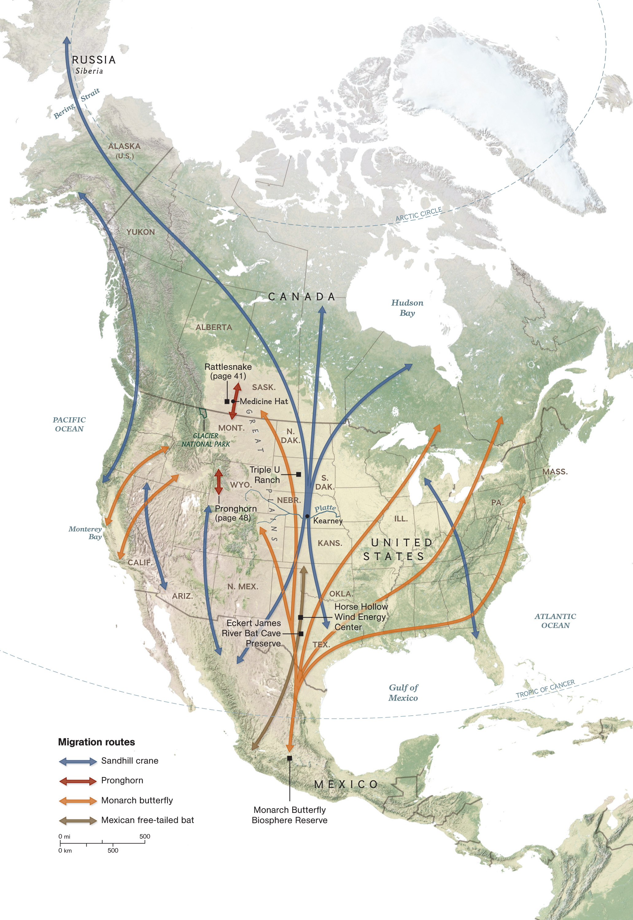 migratory bat maps