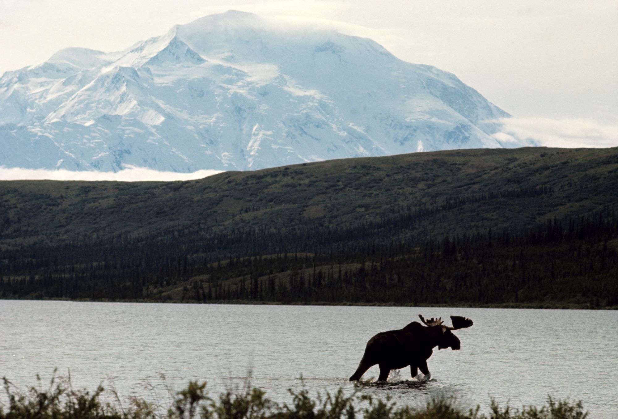 Brown Bear  National Geographic