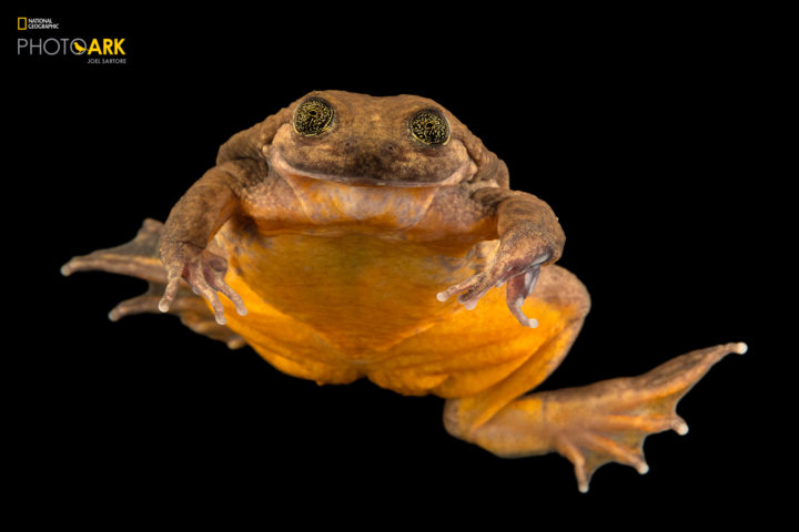 Rare Blue Frog Struts its Stuff at NHM, Humboldt NOW