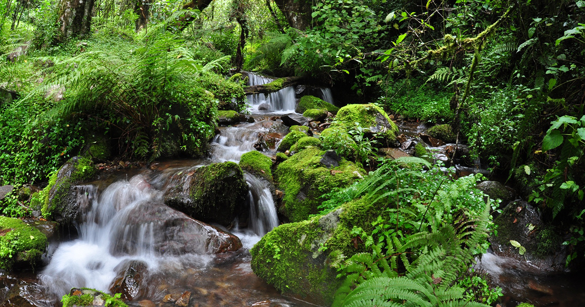 'a stream in a forest'