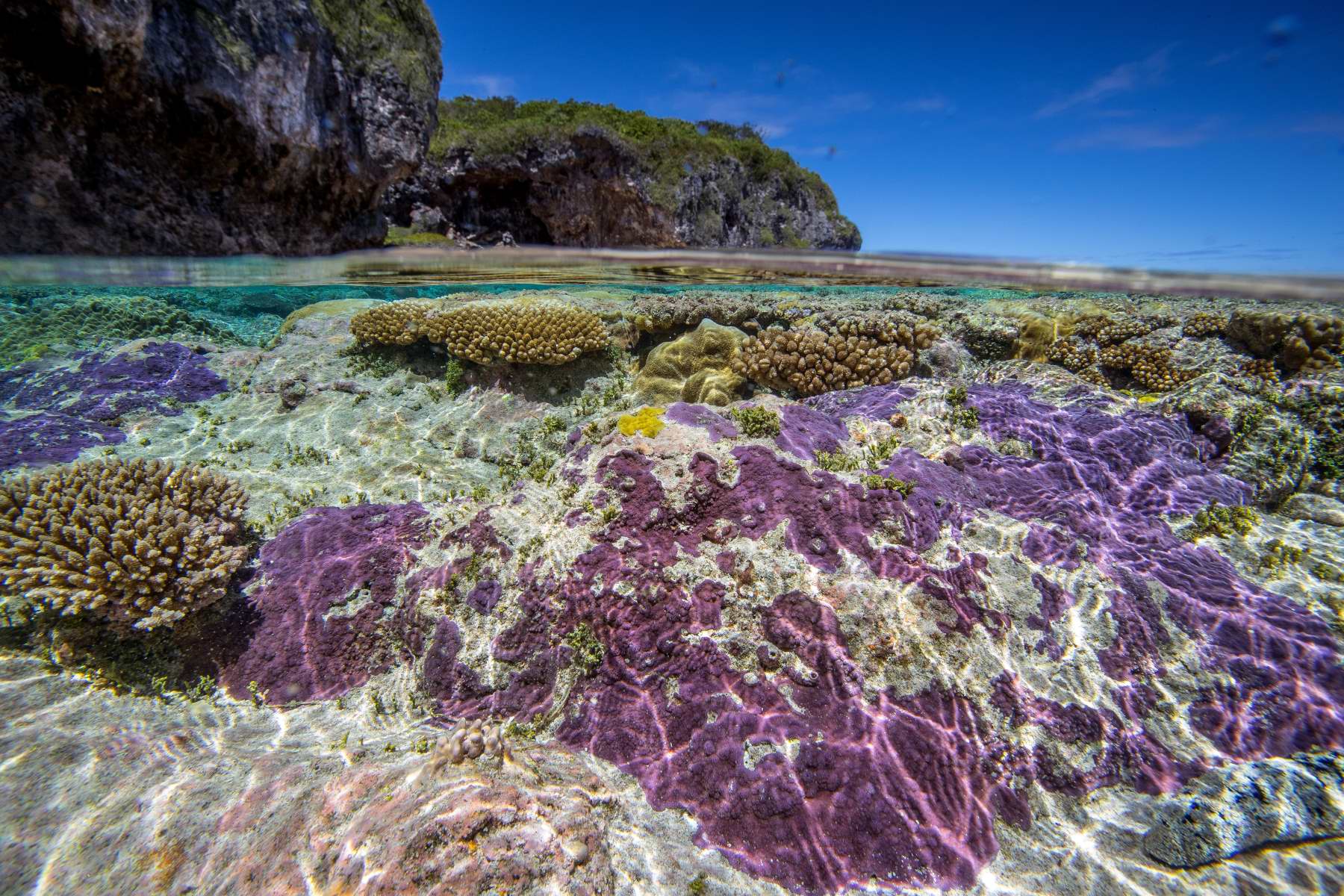 Pristine Seas to Document the Coral Reefs of Niue—the “Rock of Polynesia,”  an Ocean Protection Success Story