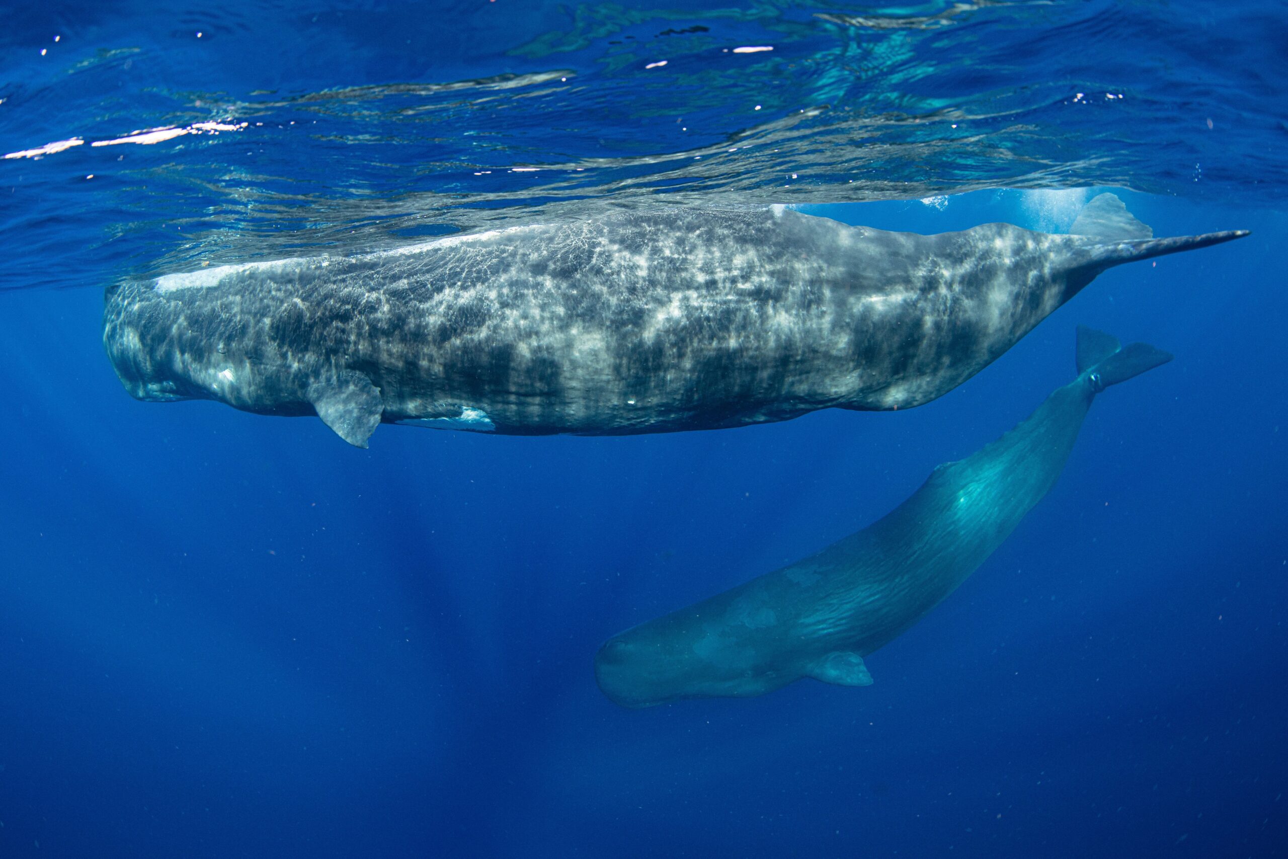 Dominica Establishes World’s First Sperm Whale Reserve, a Boost for ...