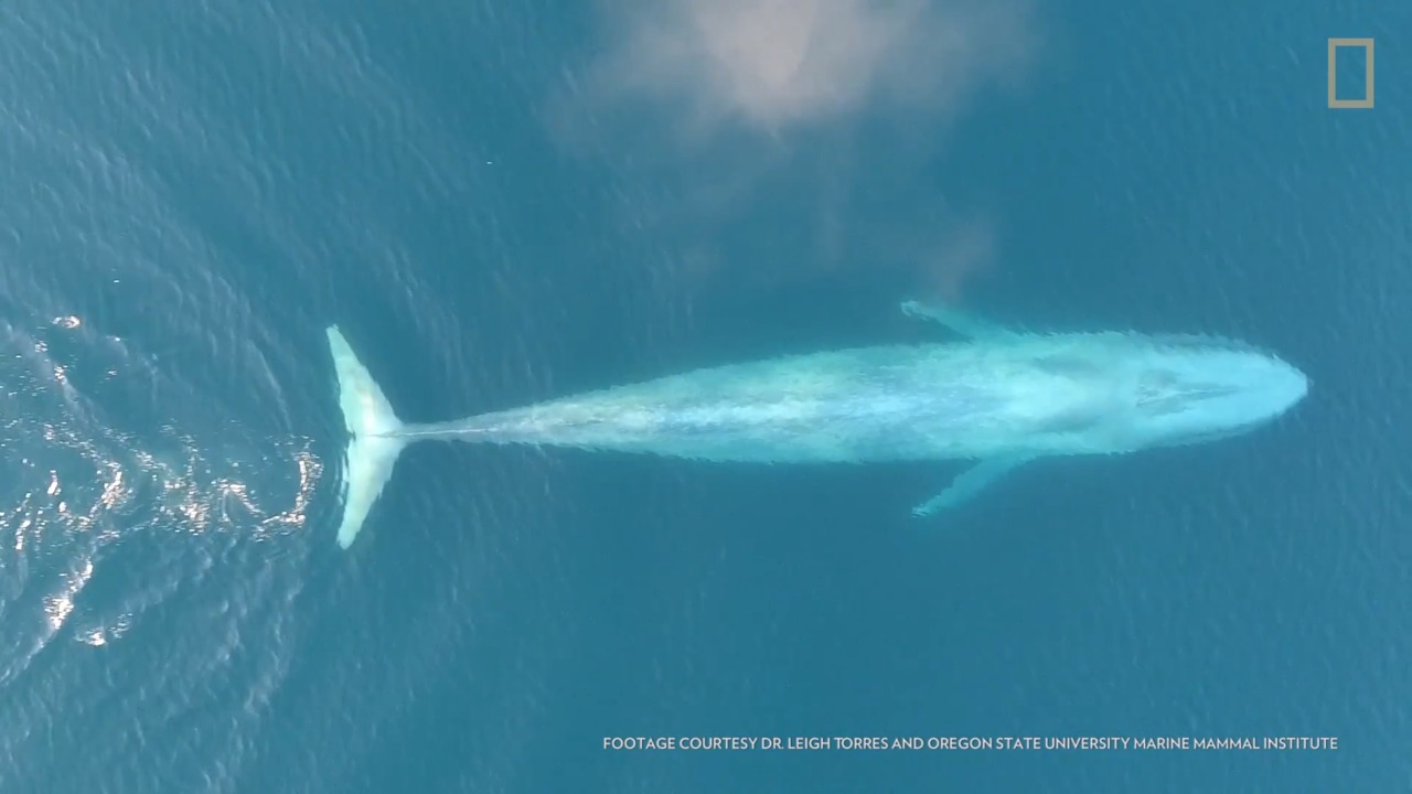Animals 101: Blue Whales