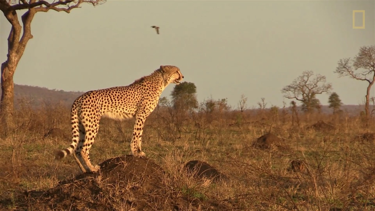 Animal 101: Cheetahs