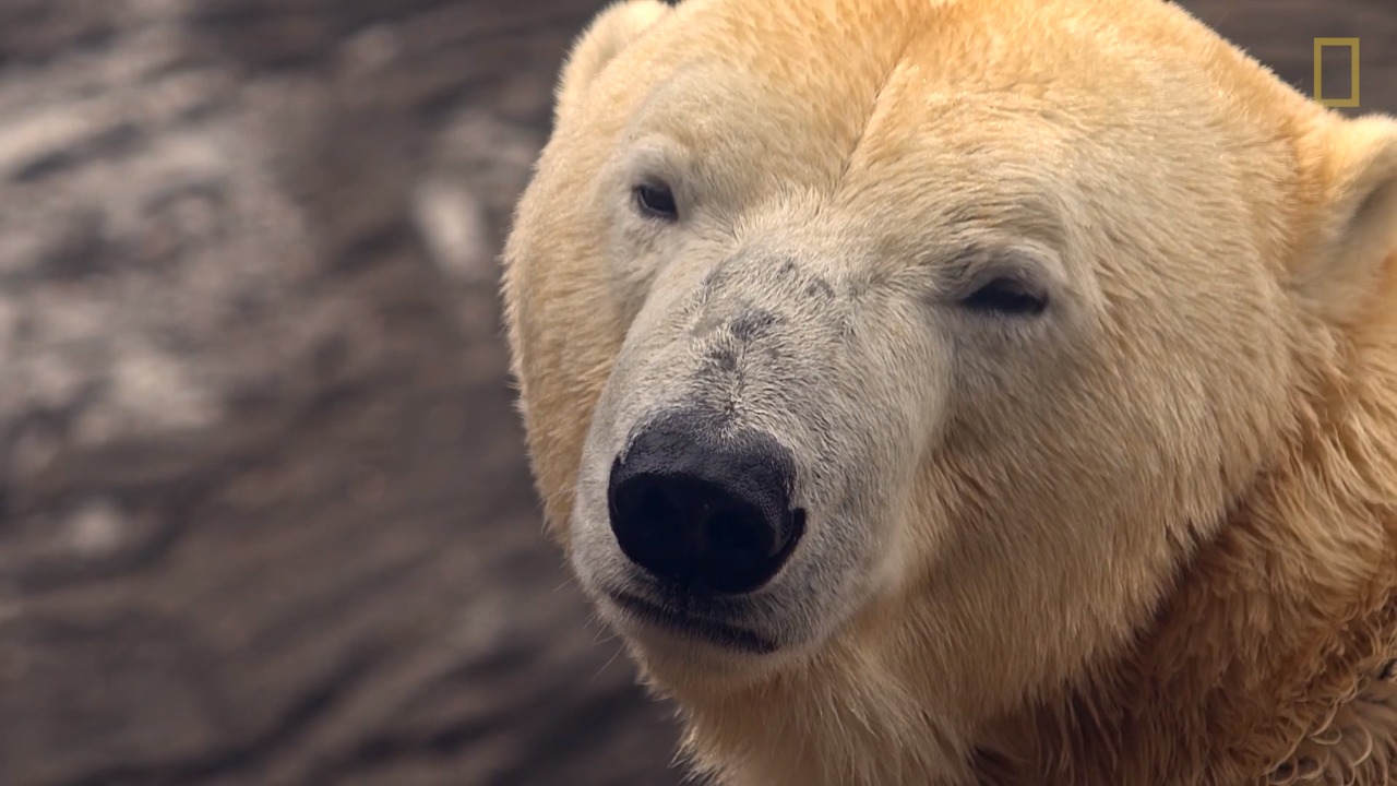 Animals 101: Polar Bears