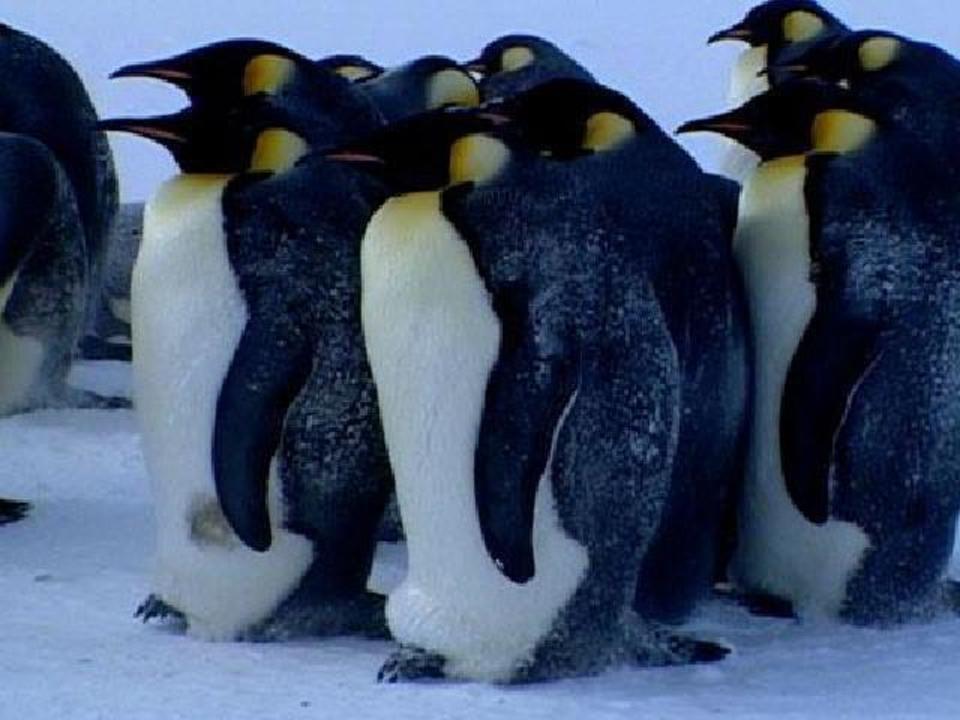 critter cam live stream