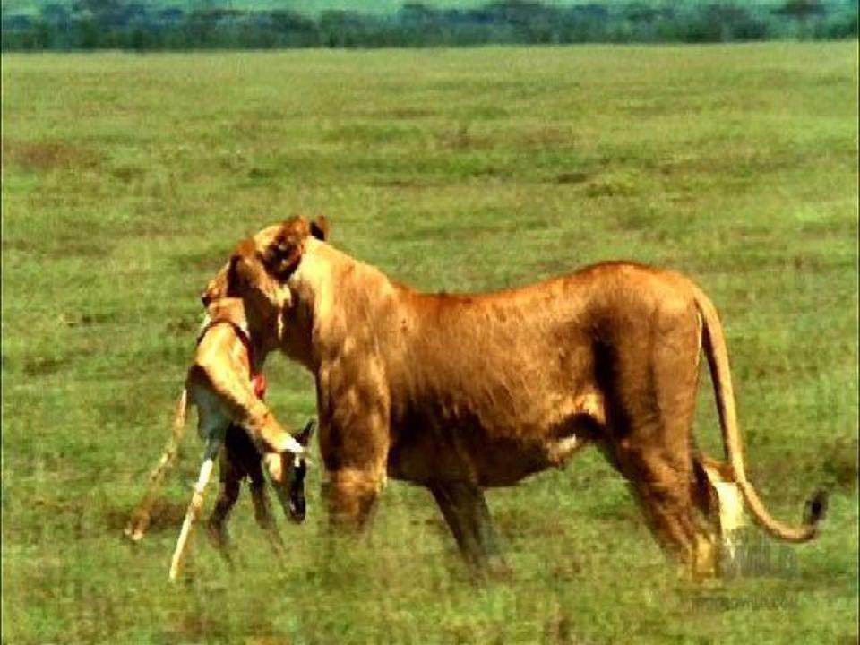 Lions vs Cheetahs: Hunting Techniques